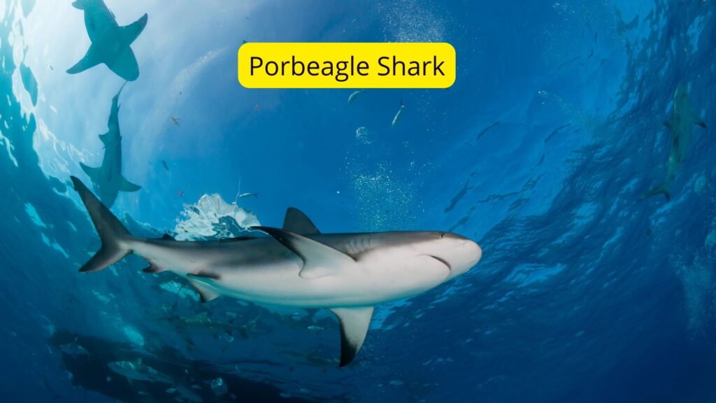 Porbeagle shark