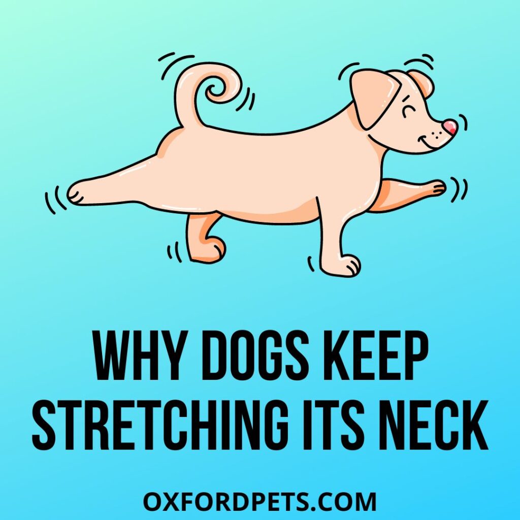 Reasons Why Dog Keep Stretching Its Neck