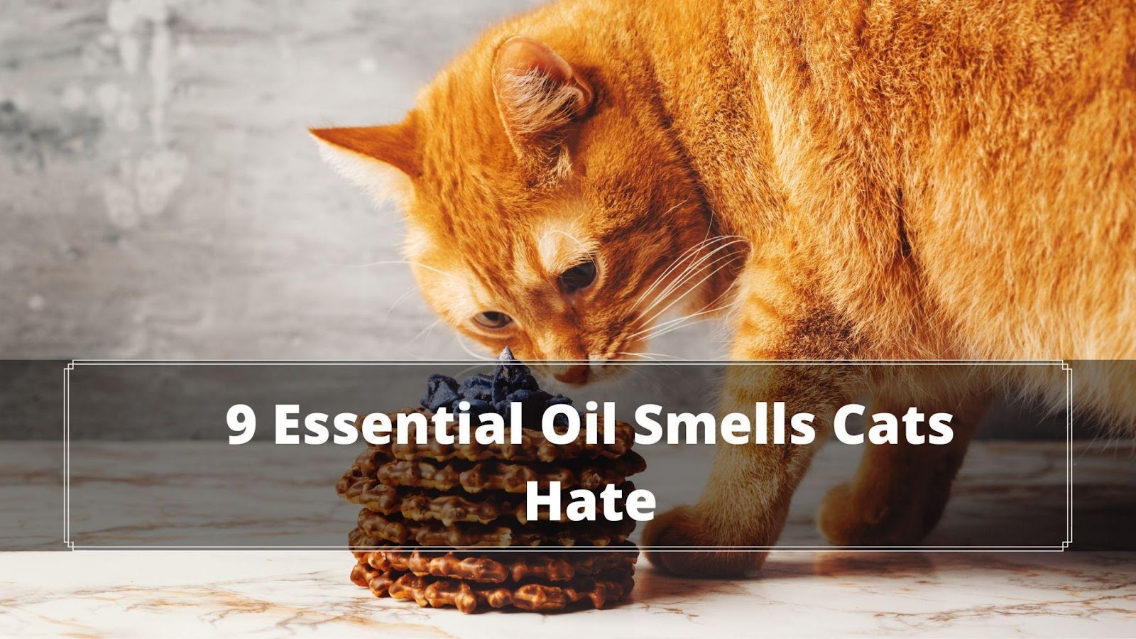 What Smells Do Cats Hate?+ How to Detect Them? Oxford Pets