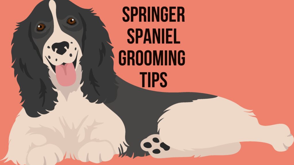 Springer Spaniel Grooming