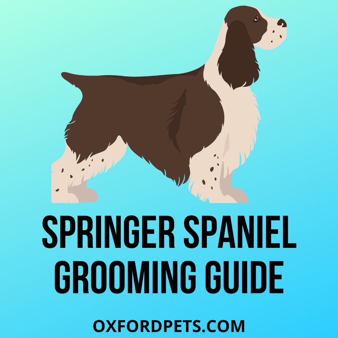 Springer Spaniel Grooming: 5 Special Tips For Coat Care