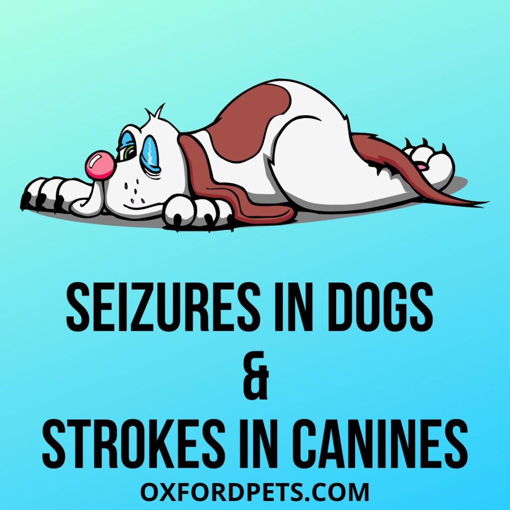 Stroke and Seizure in Dogs