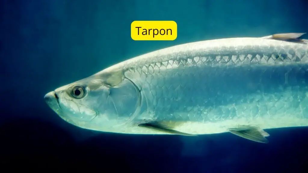Tarpon Fish