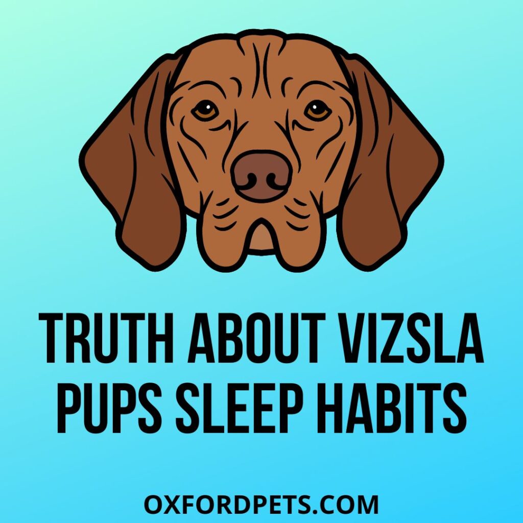 Truth About Vizsla Puppies Sleep Pattern