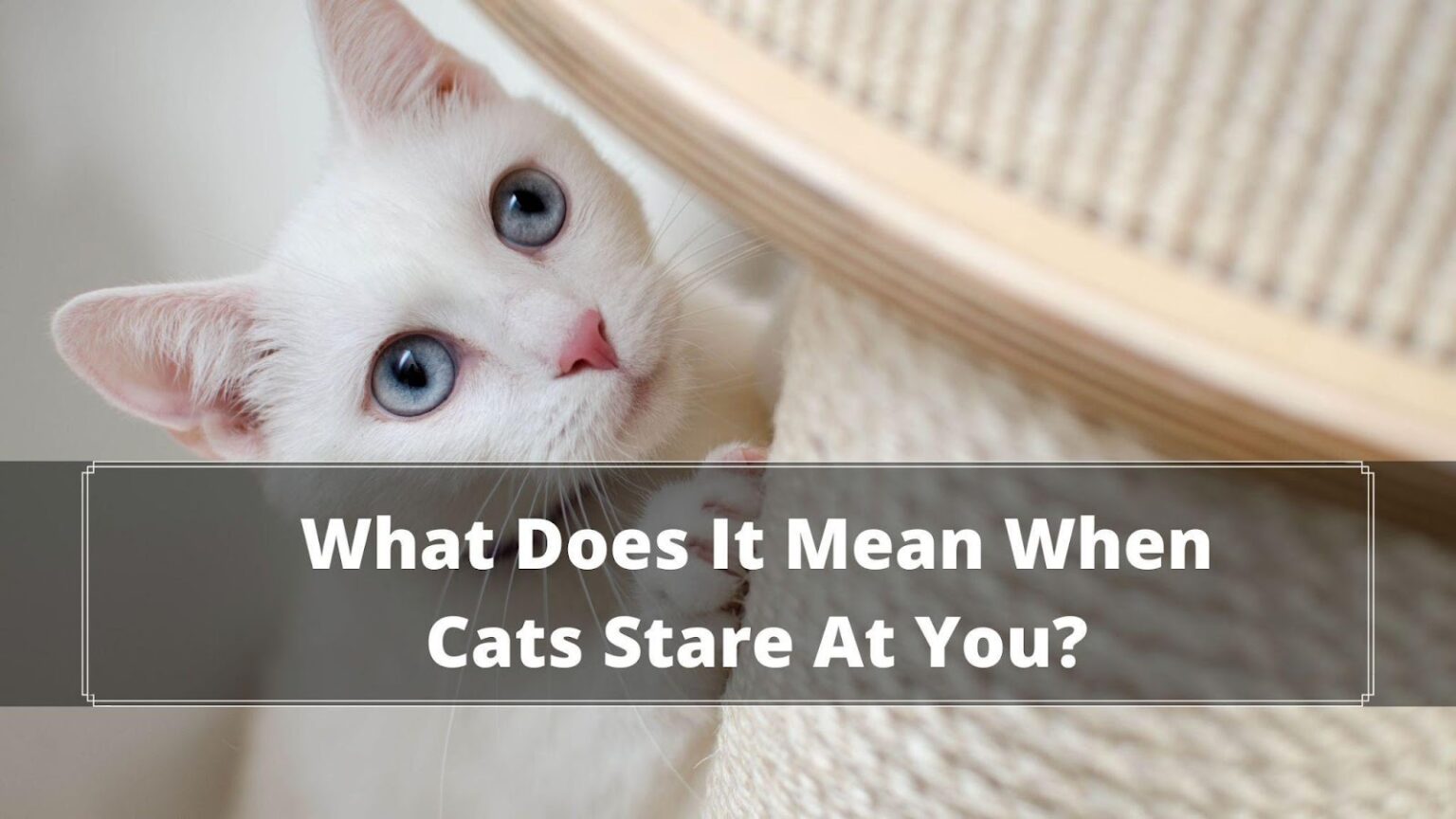 Why Do Cats Gaze At You? Should I Stare Back At My Cat? Oxford Pets