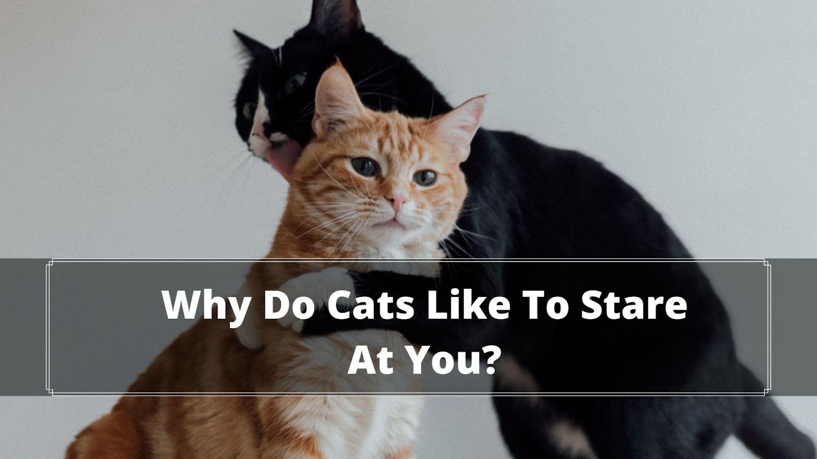 Why Do Cats Gaze At You? Should I Stare Back At My Cat? Oxford Pets