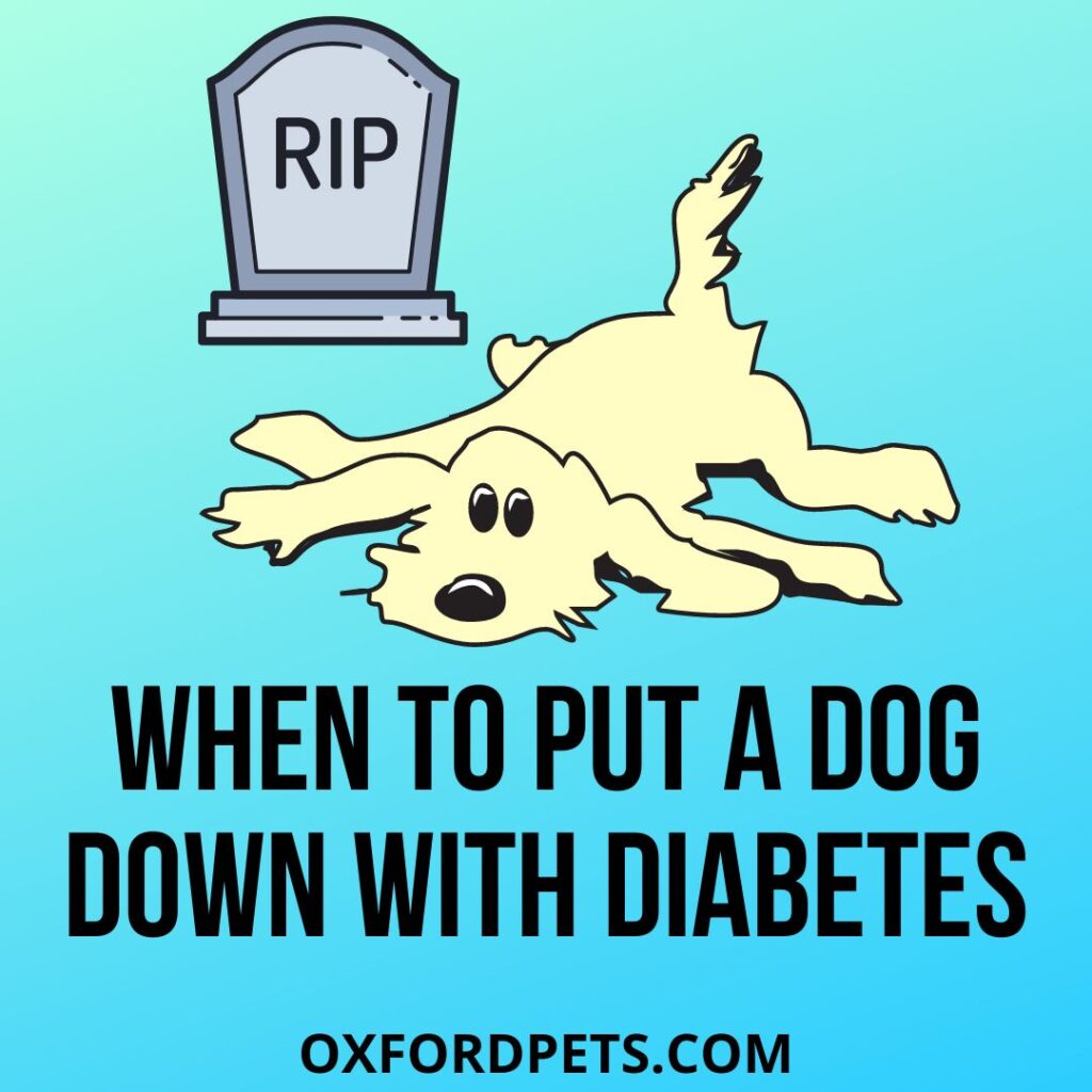 When To Put A Dog Down With Diabetes?