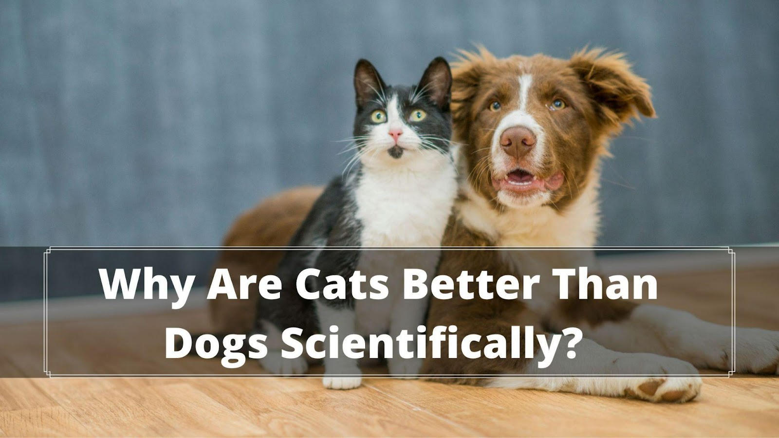 Cat or Dog 100 Reasons Why Cats Are Better Than Dogs Oxford Pets