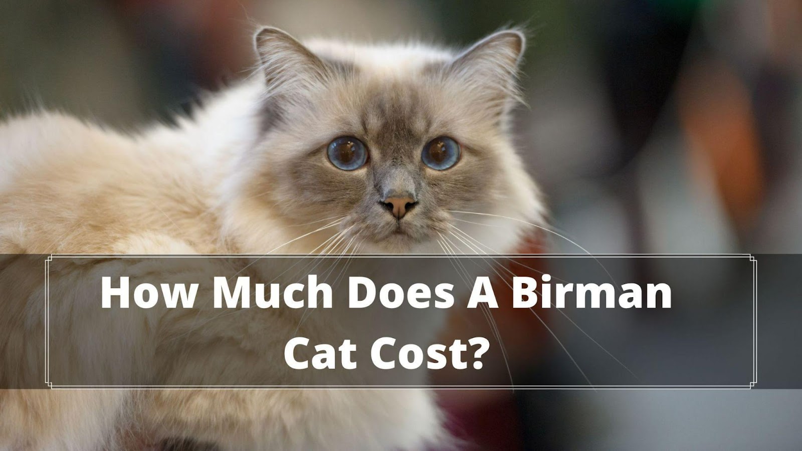 How Much Does a Birman Cat Cost? 101 Guide Oxford Pets