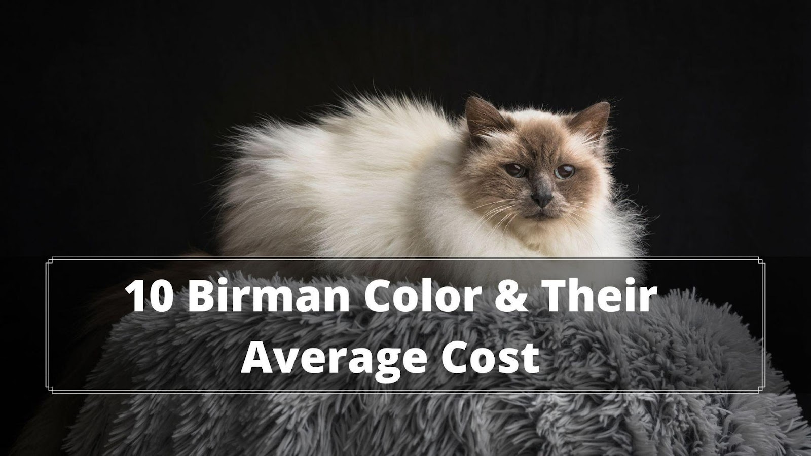 How Much Does a Birman Cat Cost? 101 Guide Oxford Pets