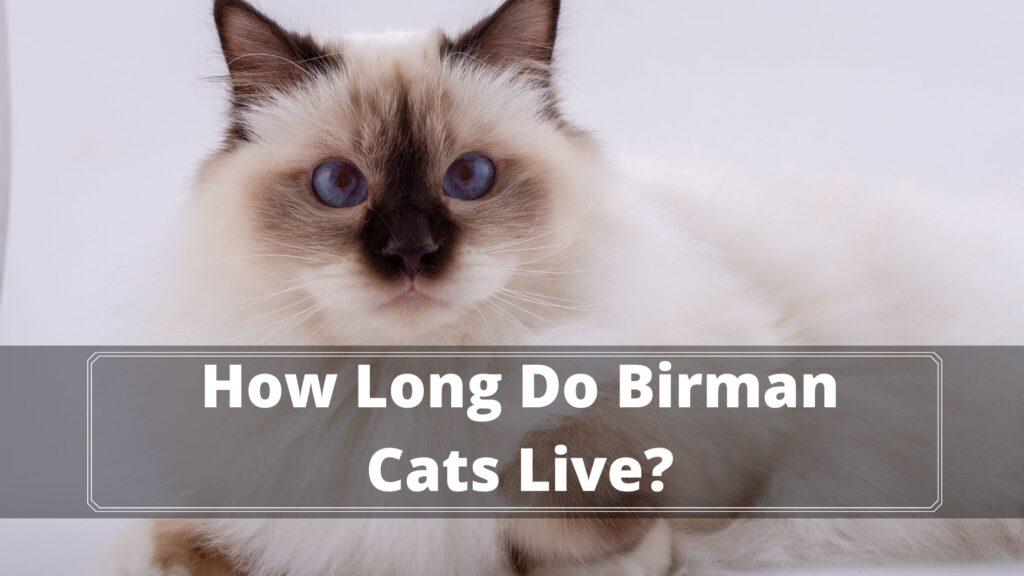 How Long Do Birman Cats Live