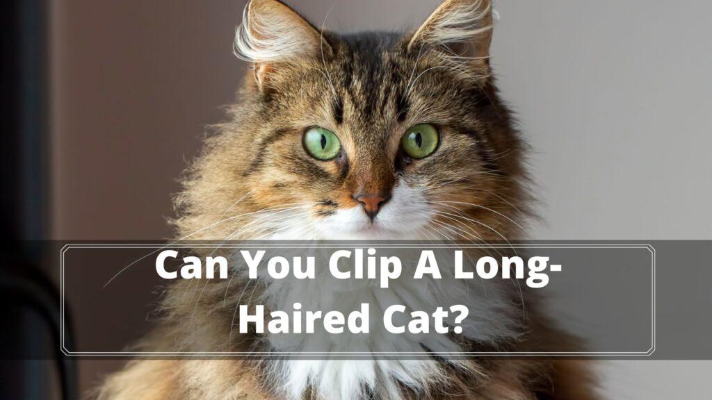 can you clip a long-haired cat?