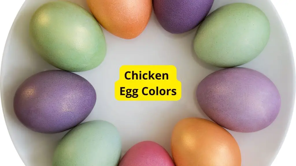 A Guide to Different Colored Chicken Eggs