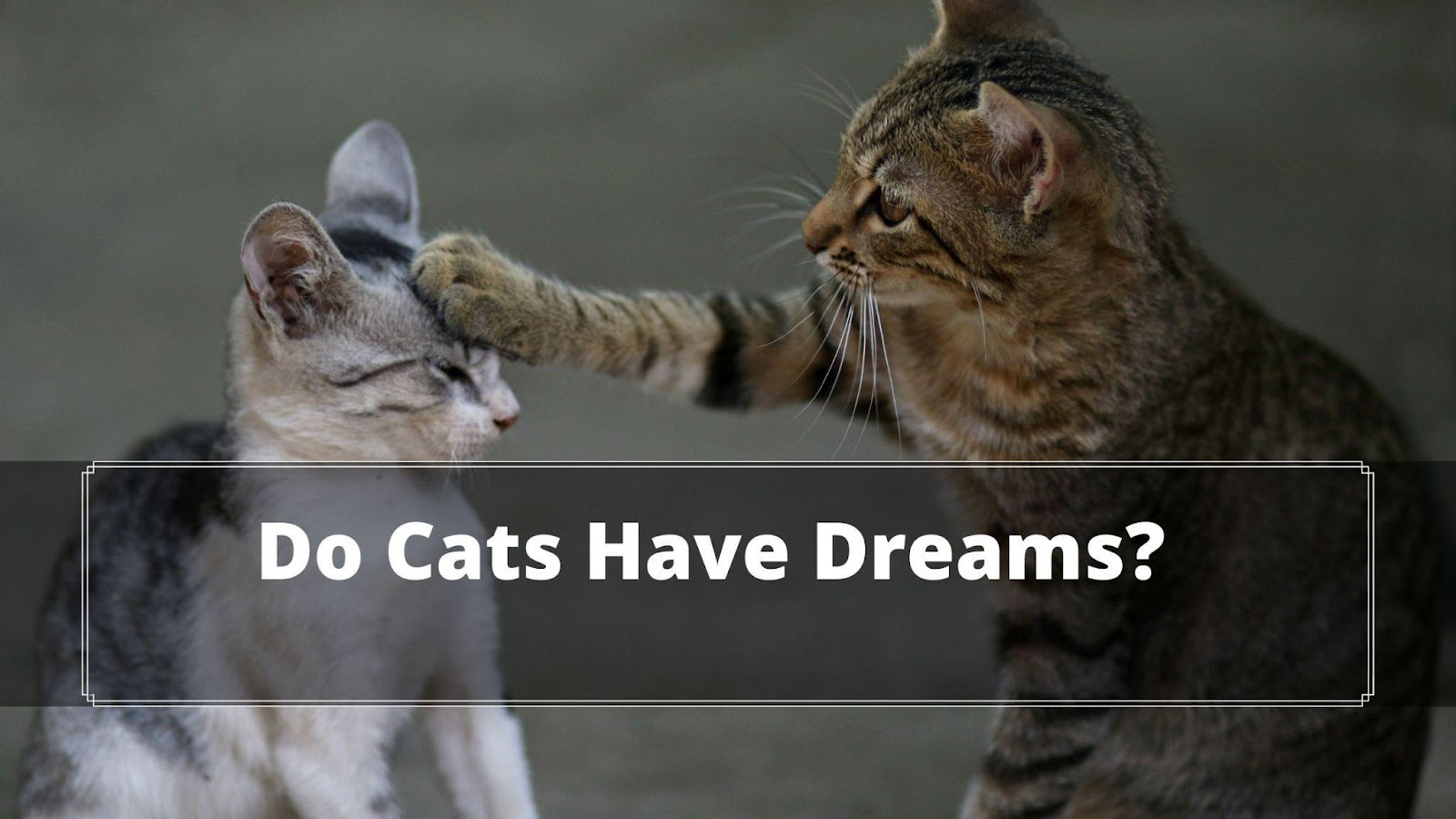 Do Cats Dream Do Cats Have Nightmares Oxford Pets do-cats-dream-do-cats-have-nightmares-oxford-pets