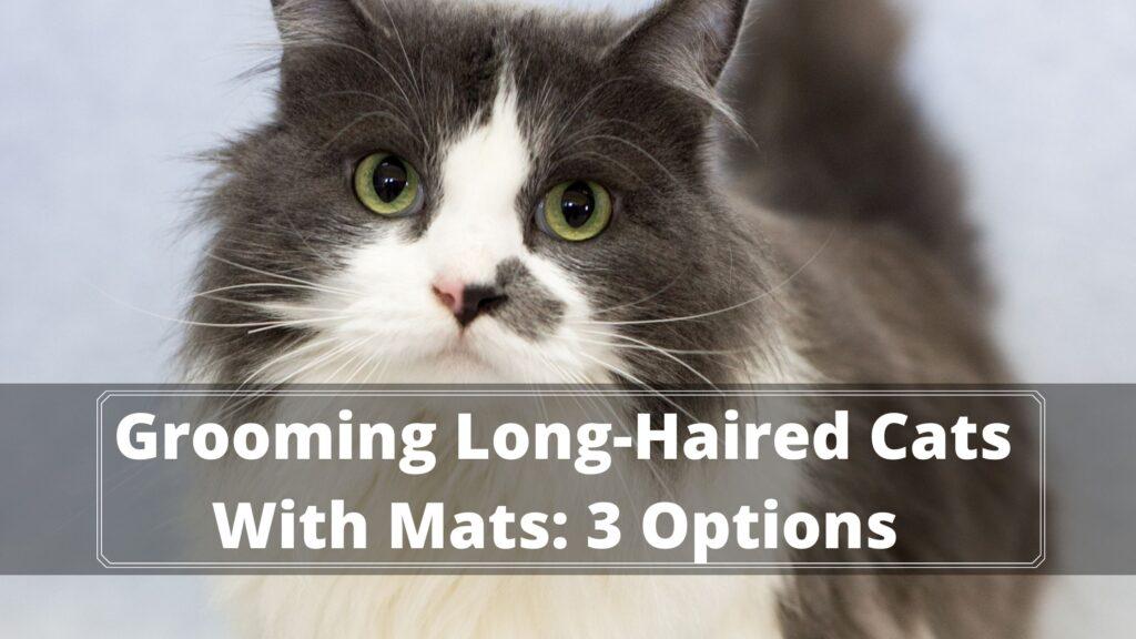 Grooming LongHaired Cats With Matts 101 Guide Oxford Pets