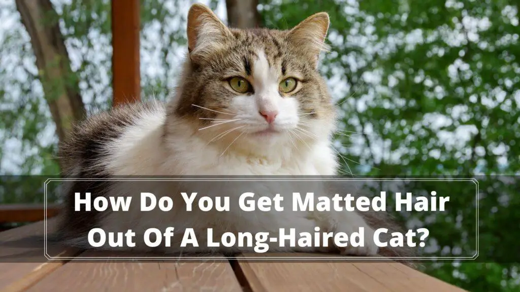 How Do You Get Matted Hair Out Of A Long-Haired Cat?