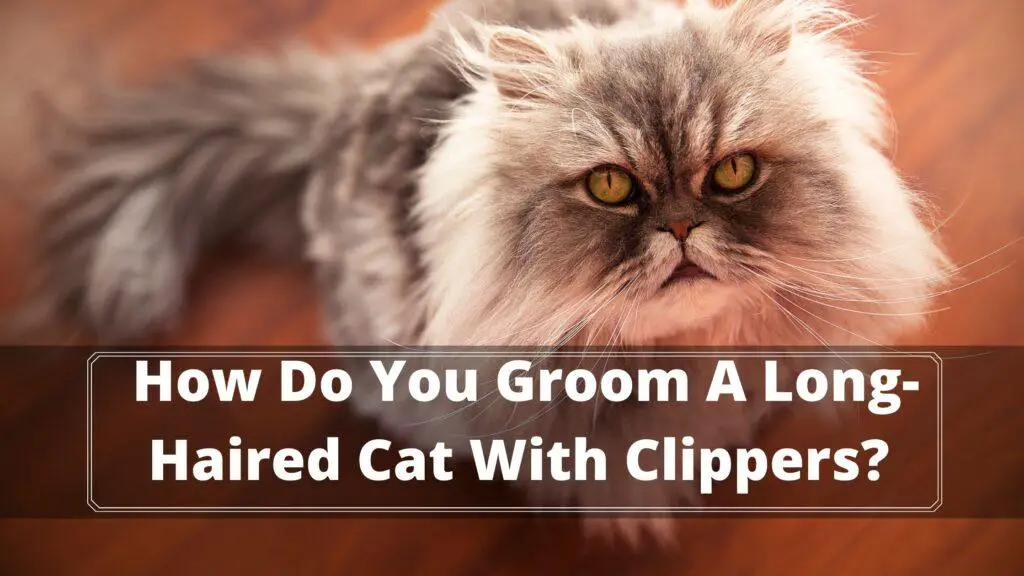 how do you groom a long-haired cat with clippers