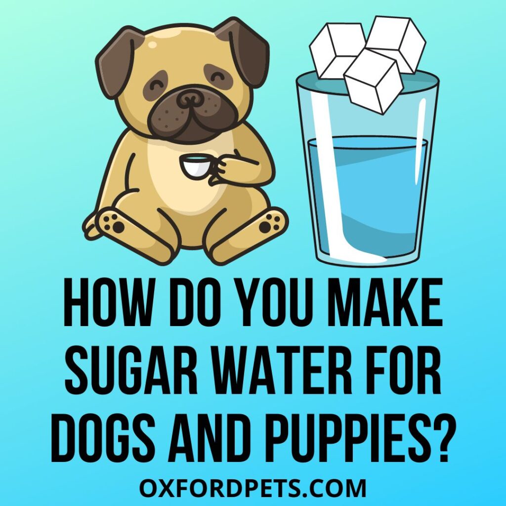 how to make sugar water for dogs