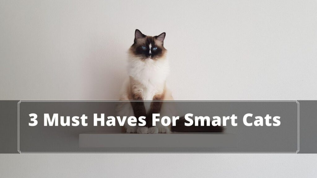 3 Must Haves For Smart Cats