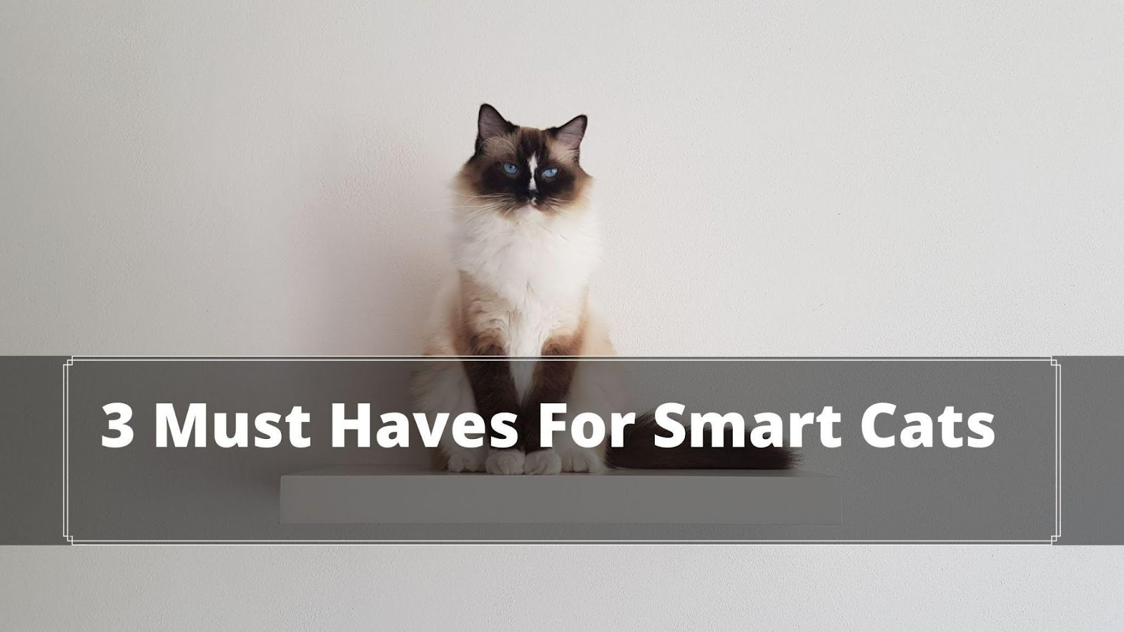 How Smart Are Cats? Are Cats The Smartest Pet? Oxford Pets