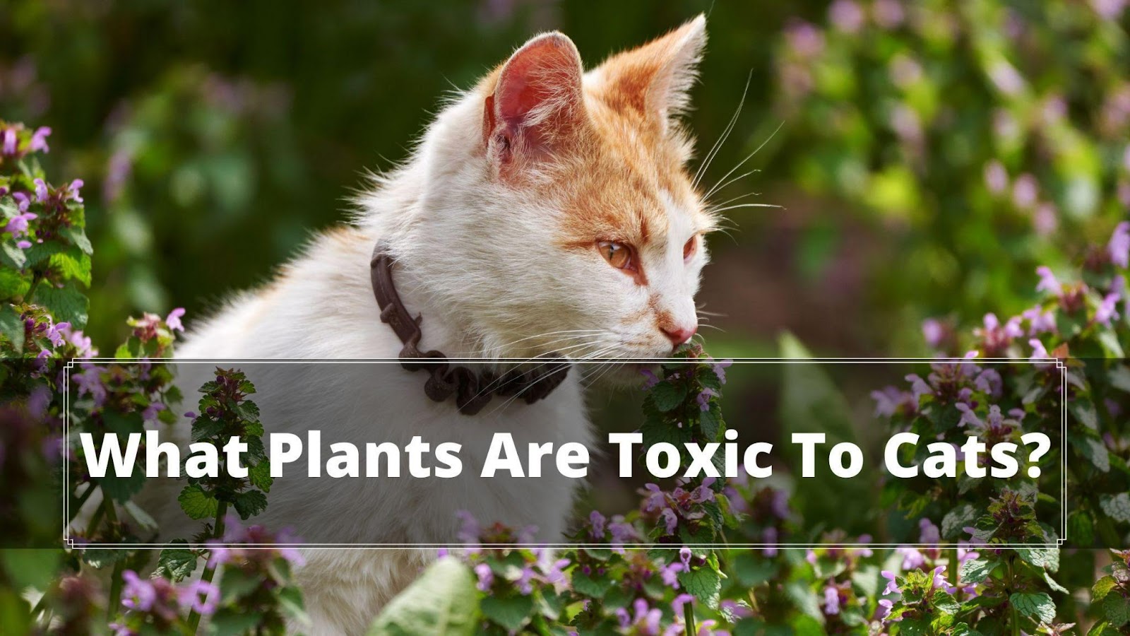 What Plants Are Toxic to Cats? The Truth Uncovered Oxford Pets