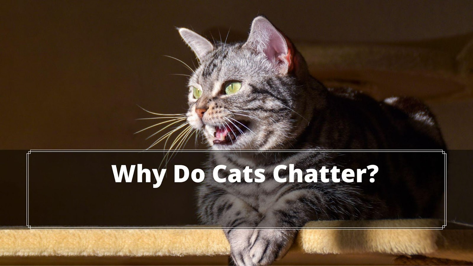 Understanding Why Do Cats Chatter? 5 Solid Reasons Oxford Pets