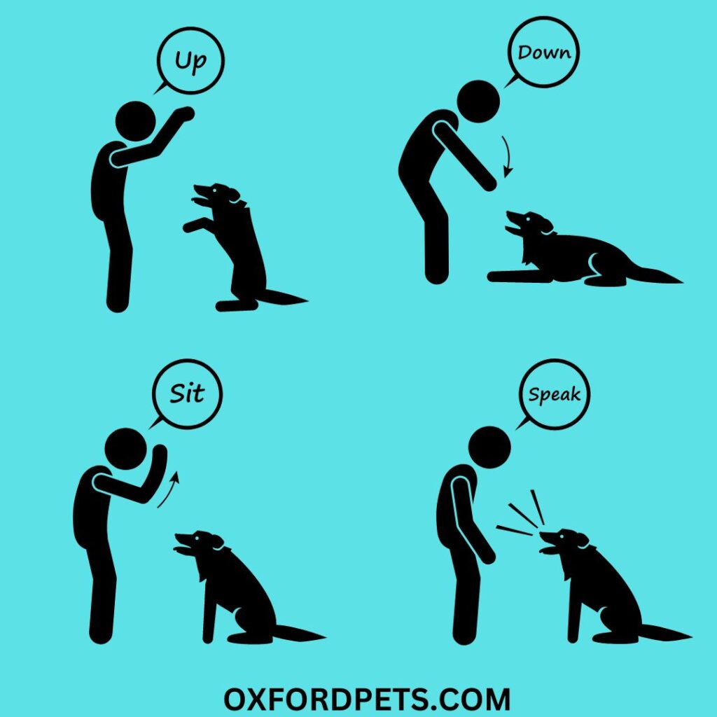 release-word-in-dog-training-10-words-you-must-know-oxford-pets