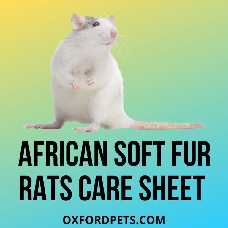 African Soft Fur Rats Care Sheet Facts 101 Oxford Pets