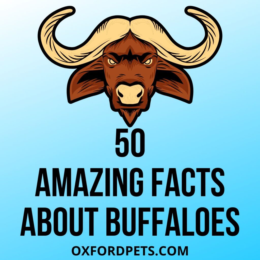 Amazing Facts About Buffaloes