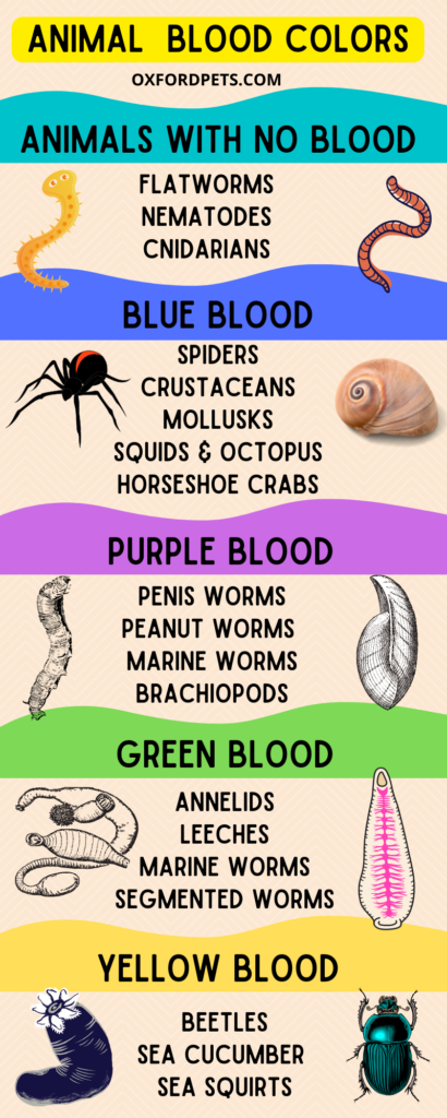 25 Animals With Different Colored Blood: Blue, Green, Purple & More (With  Pictures) - Oxford Pets
