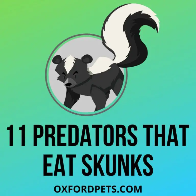 Which Animals Eat Skunks? (11 Predators list) - Oxford Pets