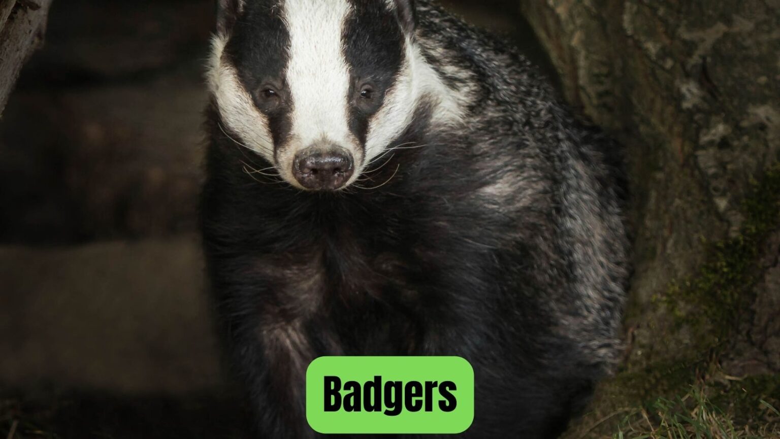 18 Most Dangerous Animals In Scotland Oxford Pets