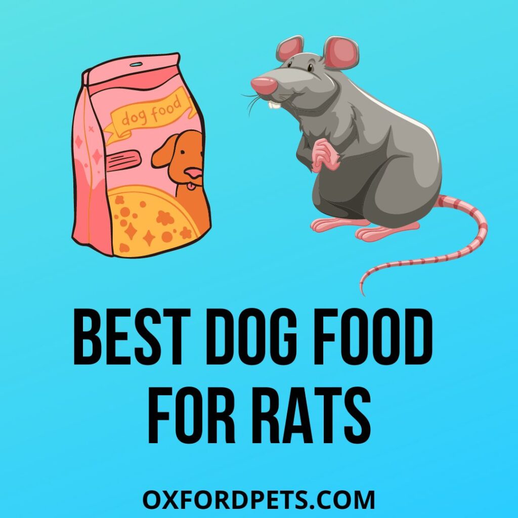 Best Dog Food For Rats