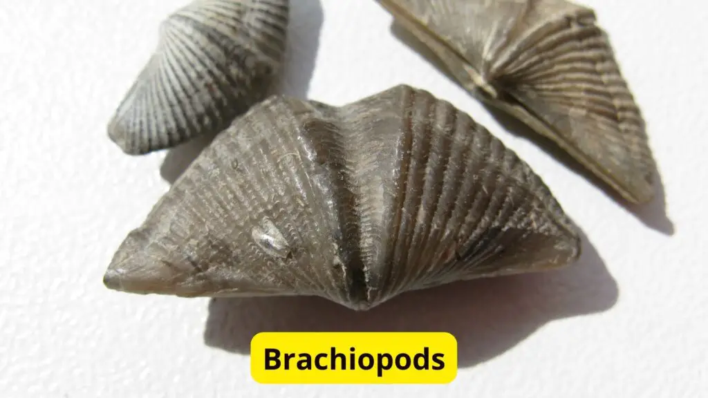 Brachiopods Black Blood 