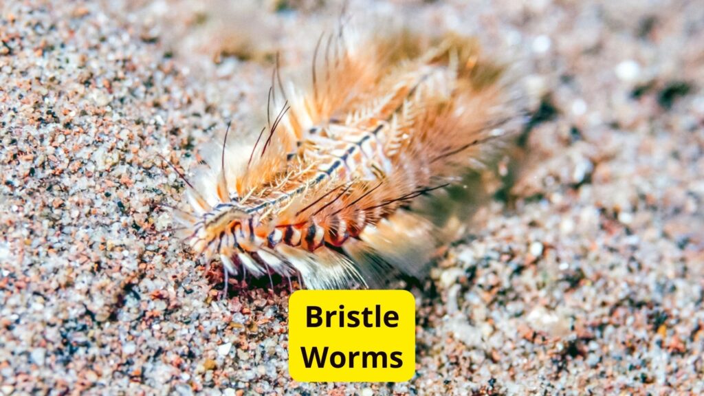 Bristle Worms Black Blood