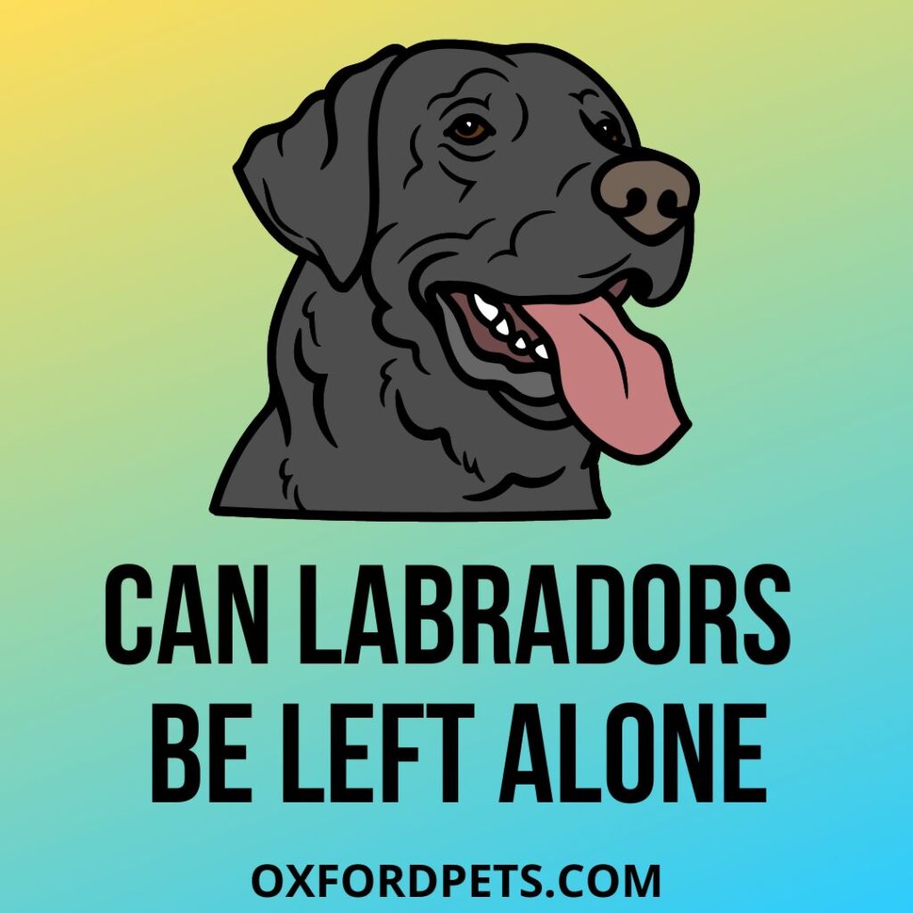 Can Labradors Be Left Alone