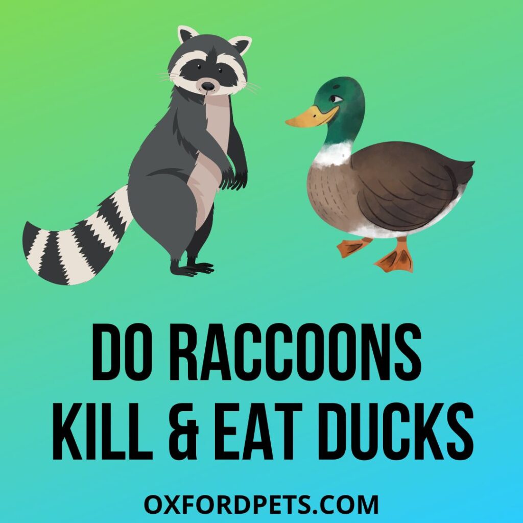 Can and Do Raccoons Kill Ducks