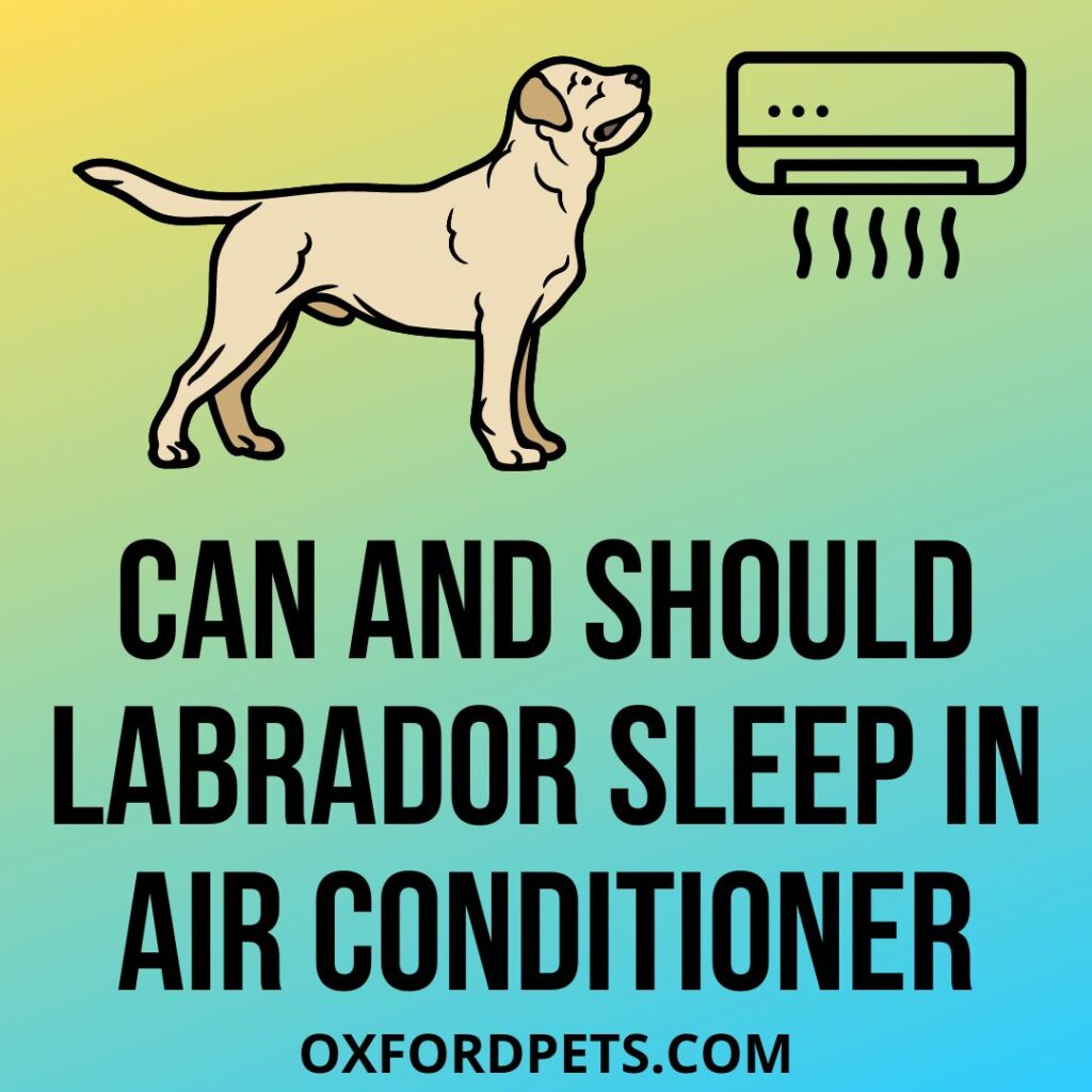 Can and Should Labrador Sleep In Ac