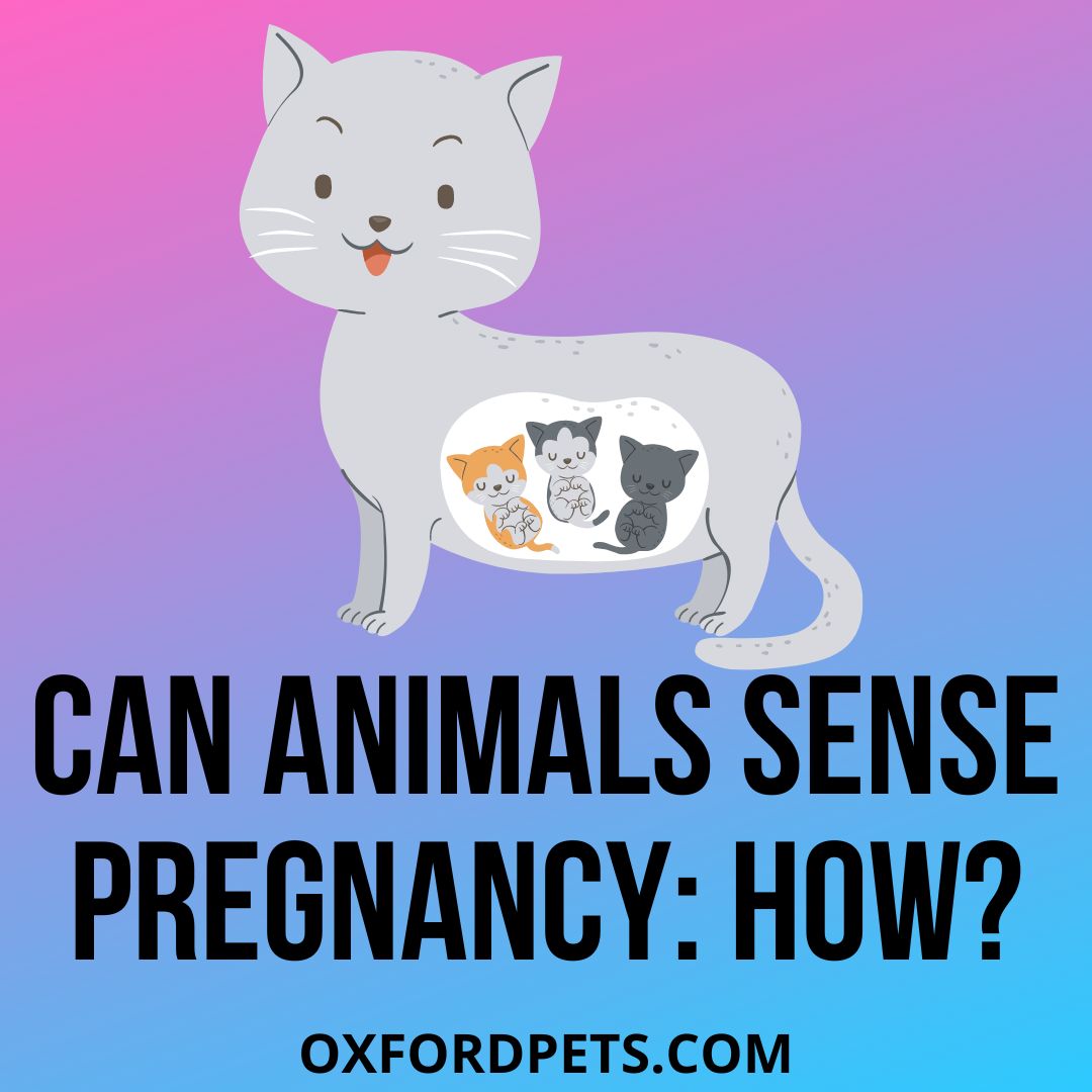 How Do Animals Know When They Are Pregnant