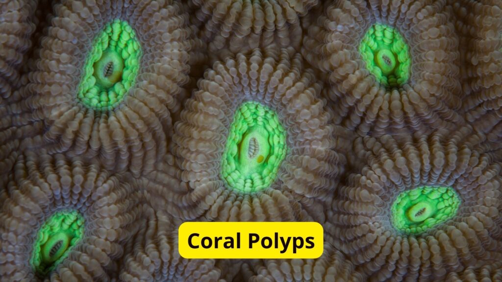 Coral Polyps Without Blood 