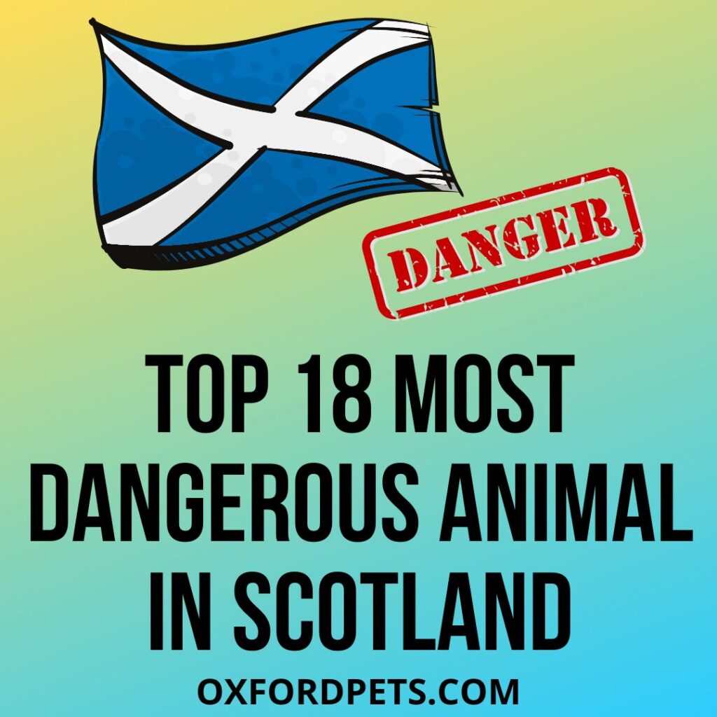 18 Most Dangerous Animals In Scotland