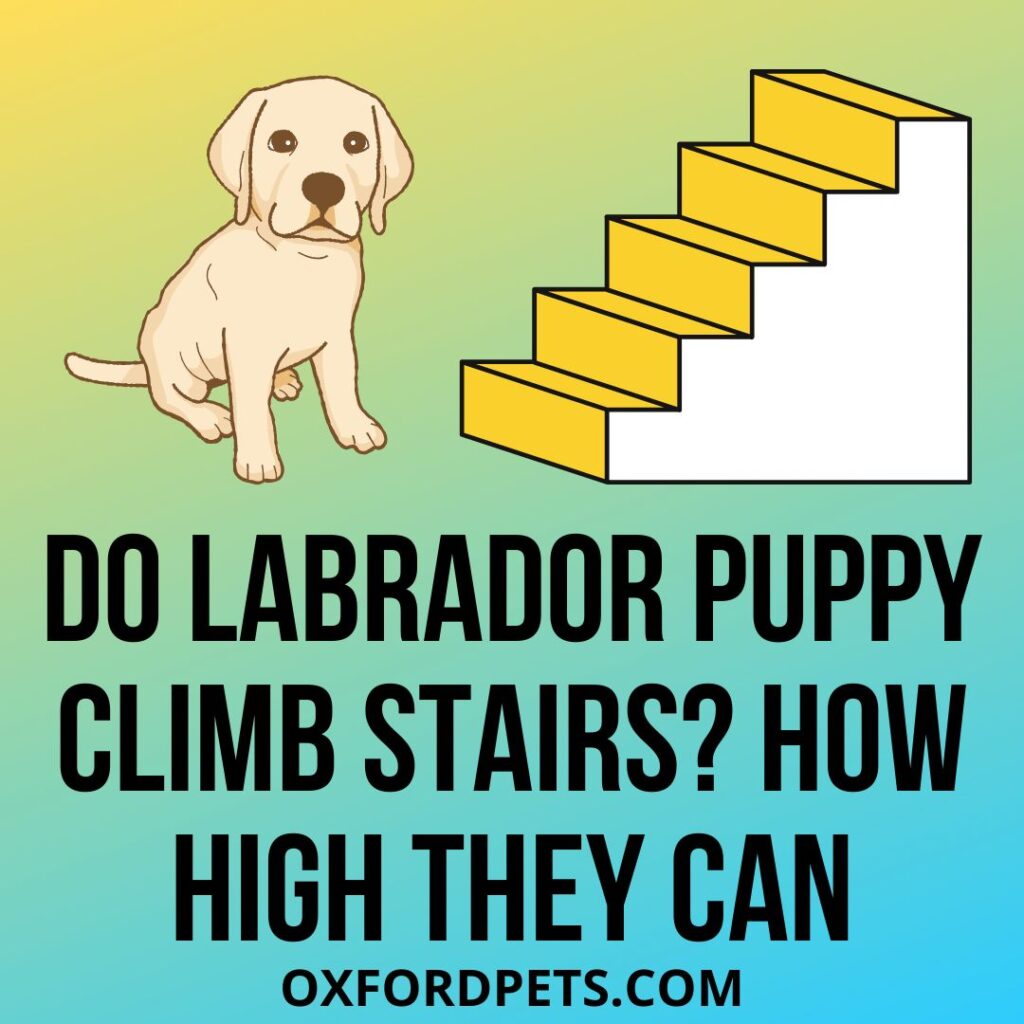 Do Labrador Puppy Climb Stairs? How High They Can