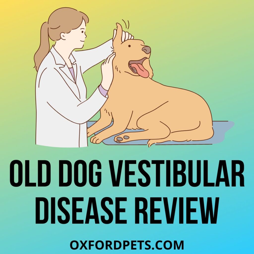 Old Dog Vestibular Disease