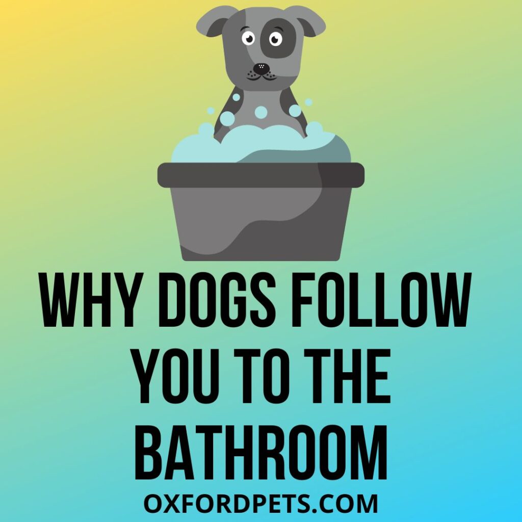Dogs Follow You To The Bathroom