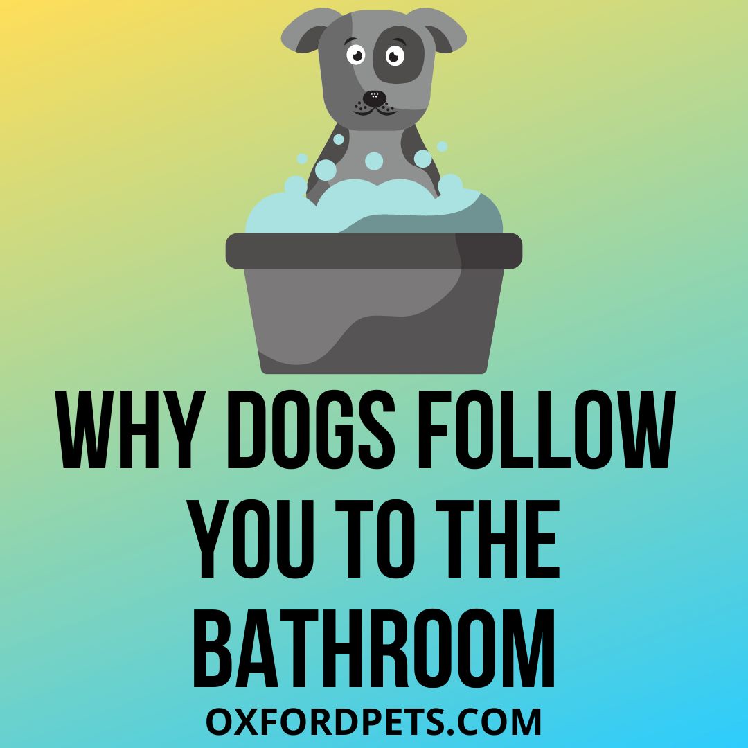 How Often Do Small Dogs Go To The Bathroom