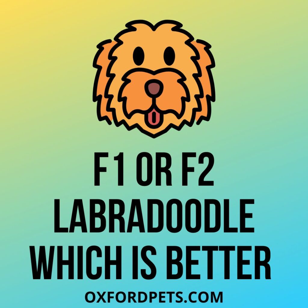 F1 Or F2 Labradoodle Which Is Better And Why