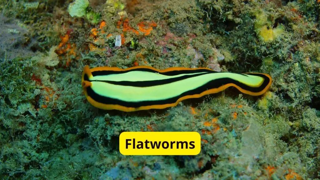 Flatworms Without Blood Creatures