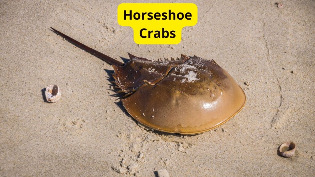 HorseShoe Crabs Blue Blood Creatures