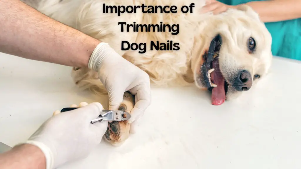 Trimming Dog Nails