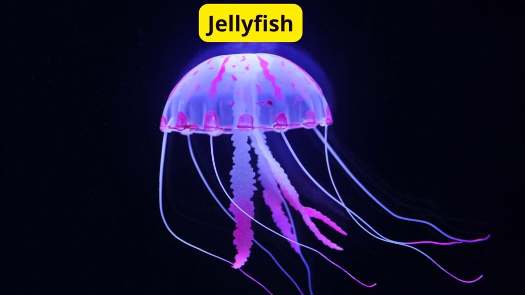 Jelly Fish Without Blood Creatures